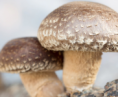 Shiitake